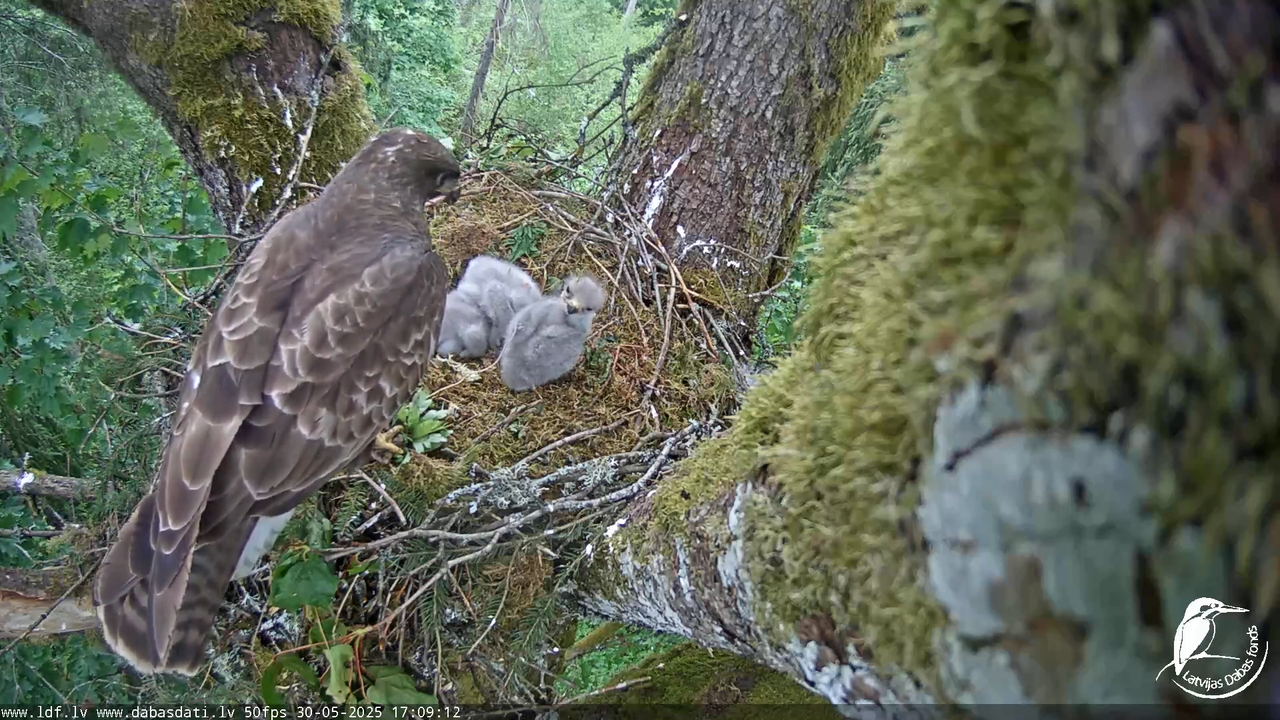 Melnās klijas (Milvus migrans) Kurzemē_ peļu klijāni (Buteo buteo) 12-21-52 screenshot