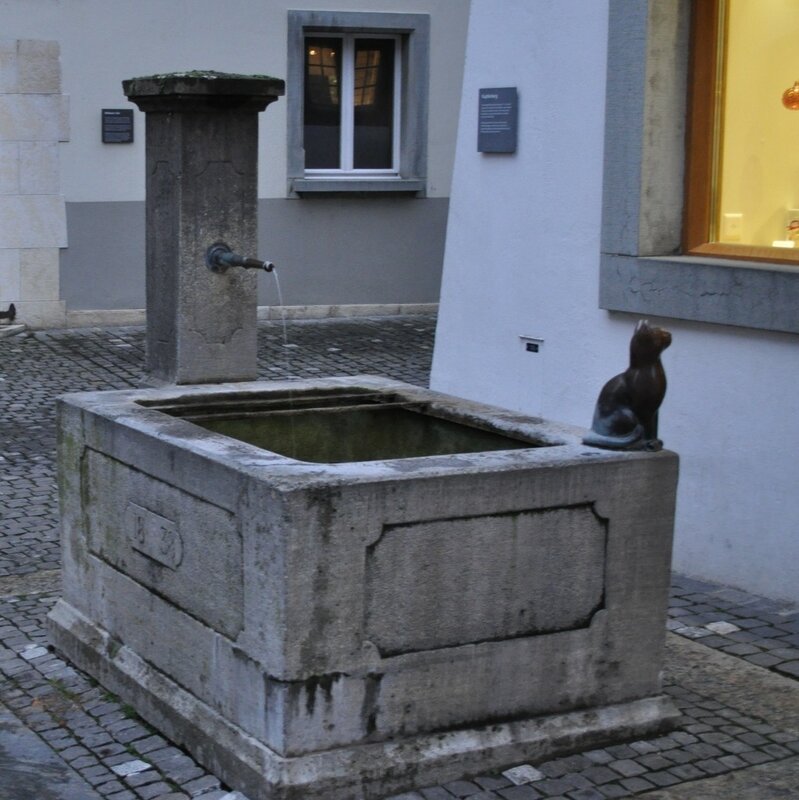 cat
