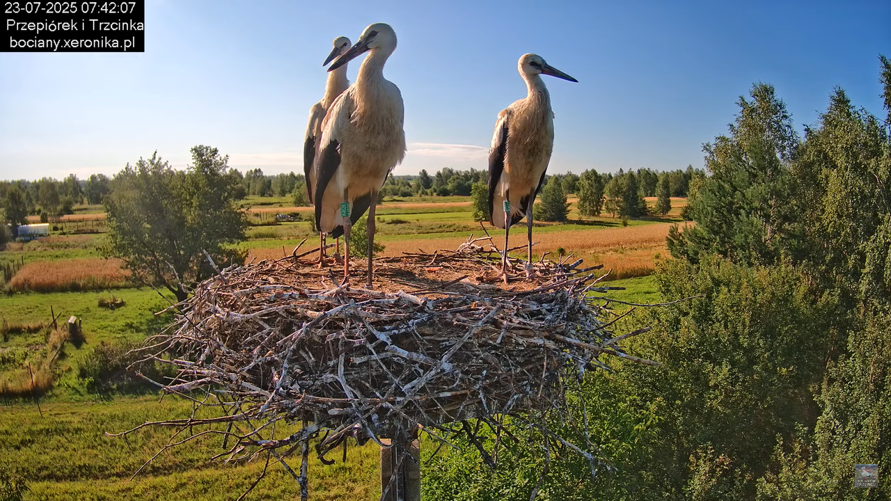 23072025bociany23