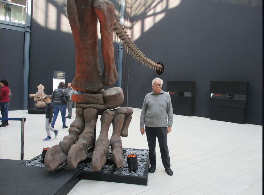 Uploaded by Giuseppe Leonardi Notice how the Argentinosaurus doesnt even fit within the room, the tail has to go through a hole in the wall to fit.