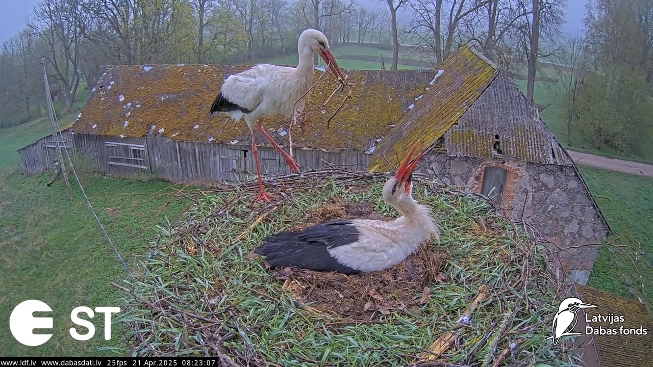 (47) Baltie stārķi (Ciconia ciconia) Tukuma novadā __ White storks in Tukums, Latvia - YouTube - 718