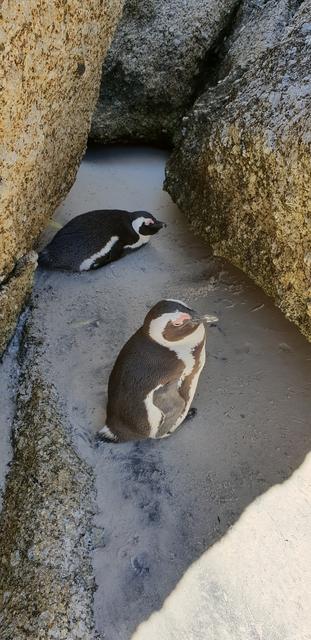 DÍA 3: PENINSULA DEL CABO - Sudáfrica y Seychelles 2018 - Una Honeymoon llena de vida (11)