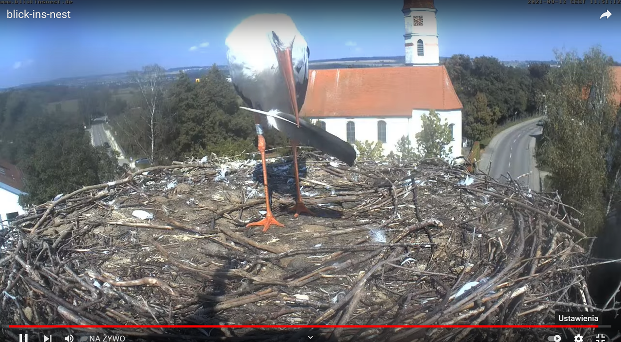 2021_09_13_12_06_57_blick_ins_nest_YouTube_Mozilla_Firefox