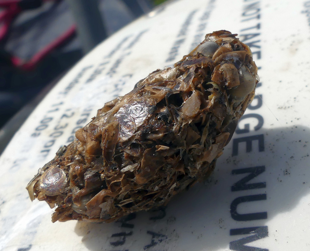 OWL PELLET 2 260824