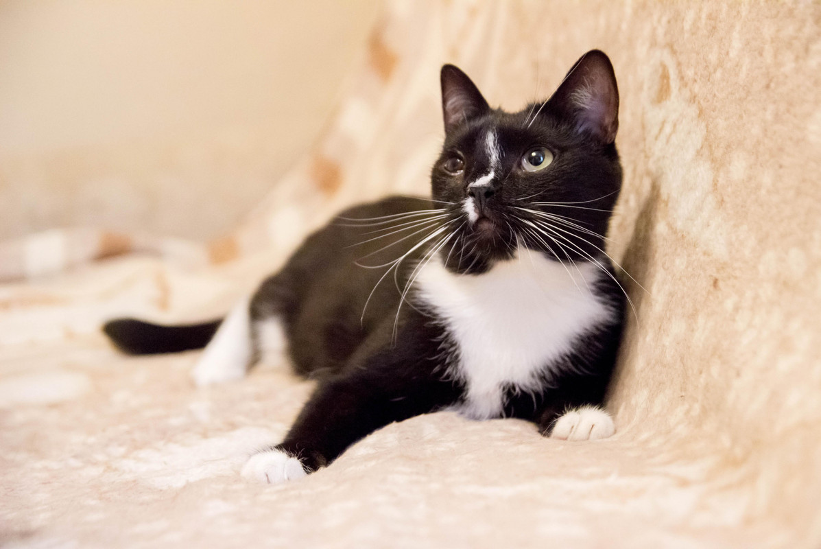 черная с белым-1-13