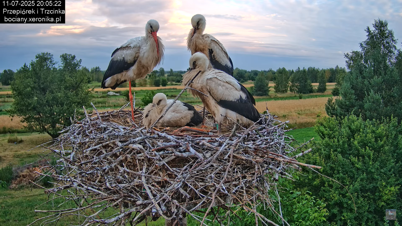 11072025bociany48