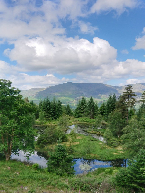 Grizedale