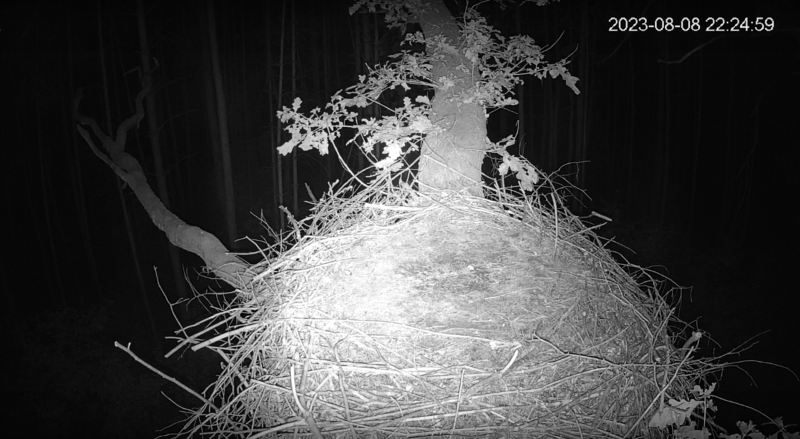 Screenshot 2023-08-09 at 01-21-14 Bociany Czarne Online 2023 - transmisja z gniazda w woj.łódzkim