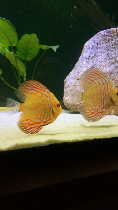 20150518_195430~2(1)