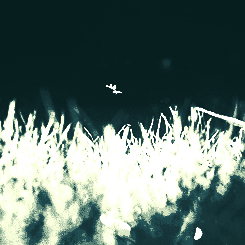 grass