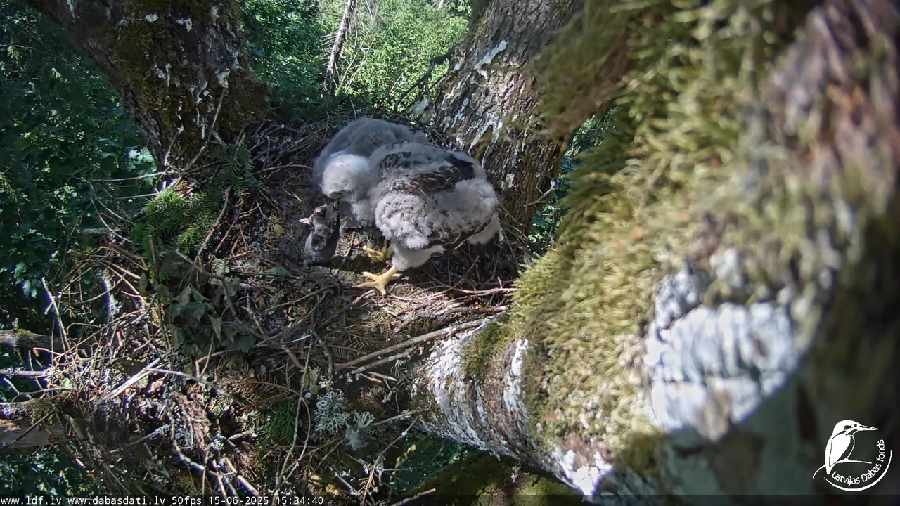 Melnās klijas (Milvus migrans) Kurzemē_ peļu klijāni (Buteo buteo) 13-41-10 screenshot