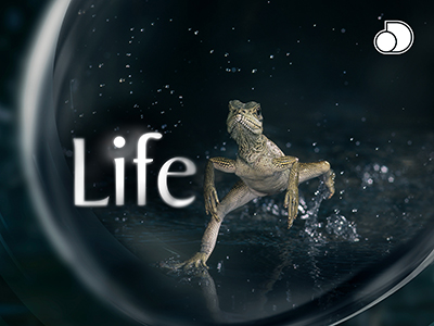 David Attenborough - Vita - Stagione 1 (2020) [Completa] DLMux 1080p E-AC3+AC3 ITA