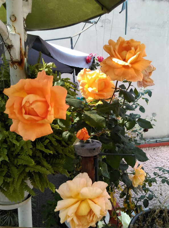 IMG-20191121-WA0017
