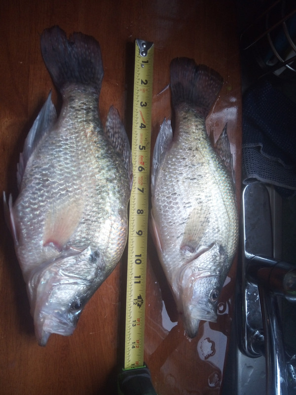 Crappie