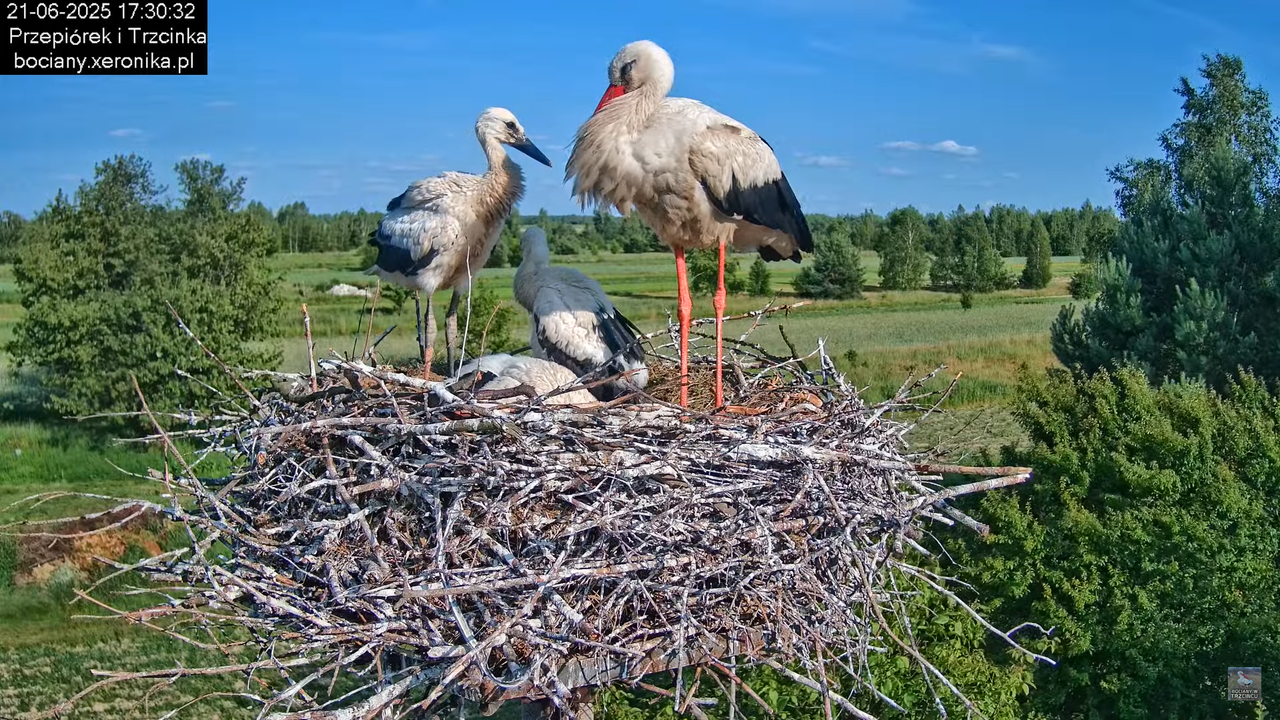 21062025bociany29