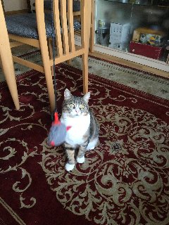 DA5-CB45-F-BEBC-431-B-A089-57-FCDD09-B1-