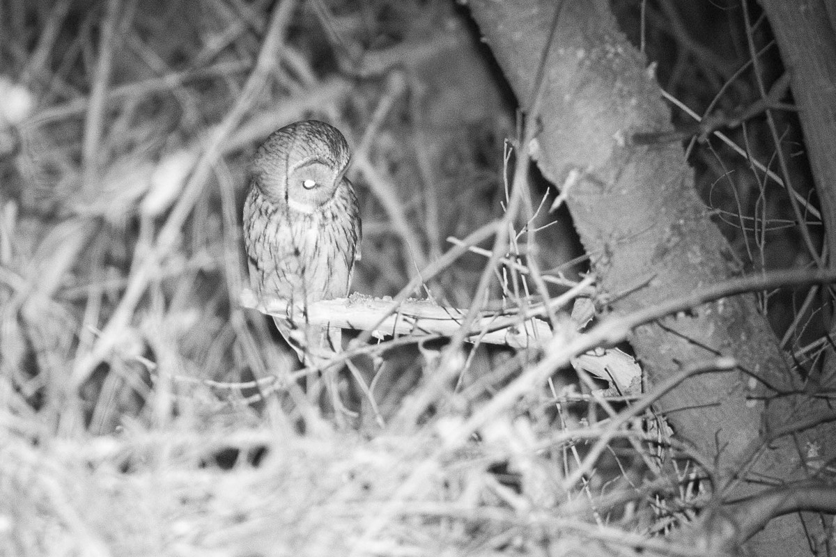 Waldkauz-6Q8A4958-Enhanced-NR