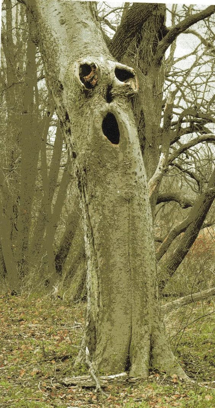 facefunnyshocktree.jpg