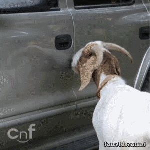 goat-opens-car-door.gif