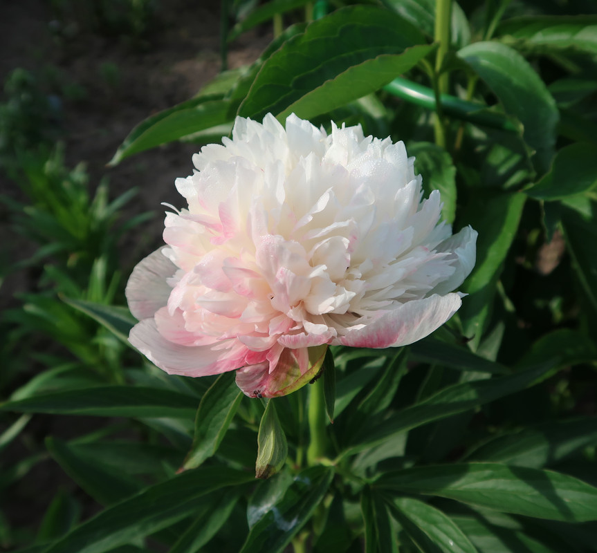 19Пион officinalis Alba Plena