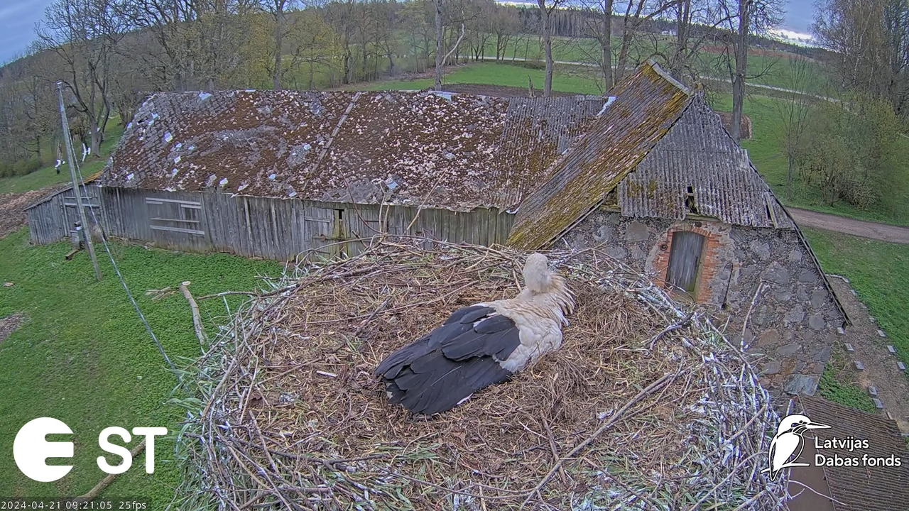 Baltie stārķi (Ciconia ciconia) Tukuma novadā - LDF tiešraide __ White storks in Tukums, Latvia 12-3