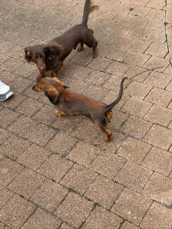 [Image: IMG-20240310-WA0001.jpg]