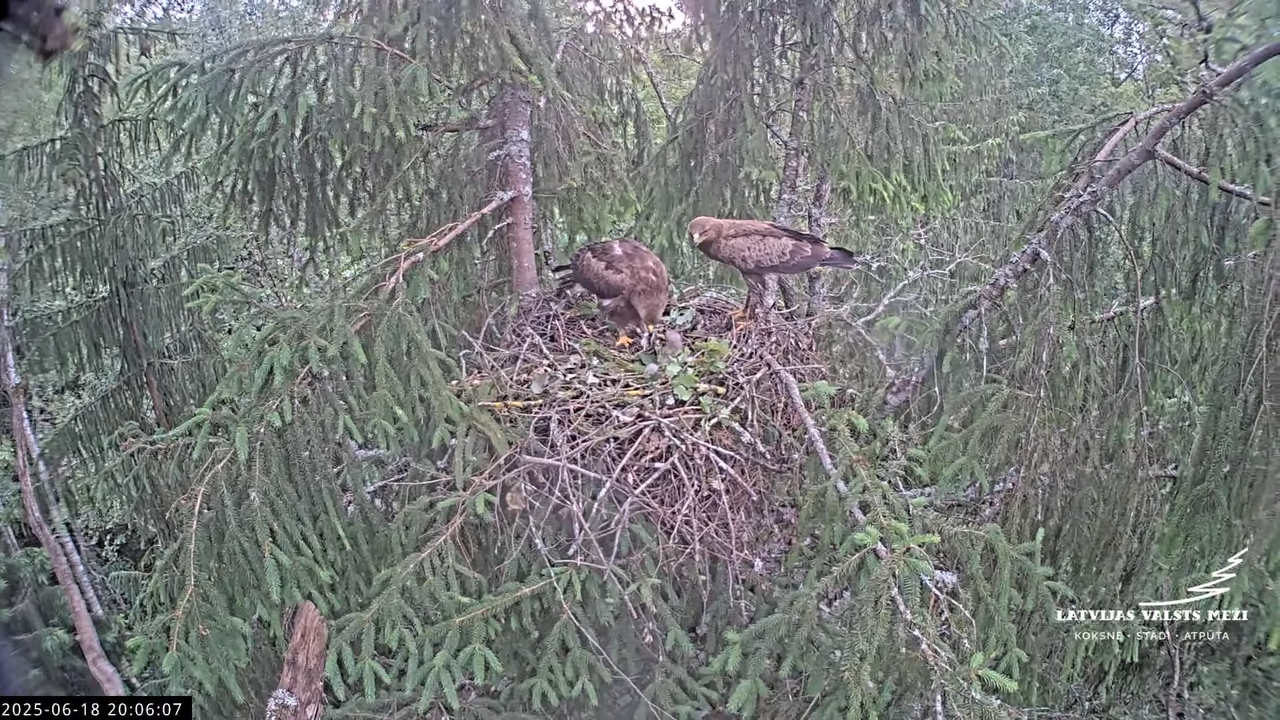 LVM mazais ērglis Lisiņa, egle2 – Lesser Spotted Eagle 13-14-47 screenshot