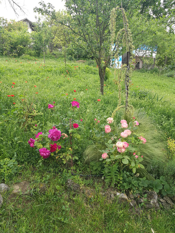 IMG_20230604_091442