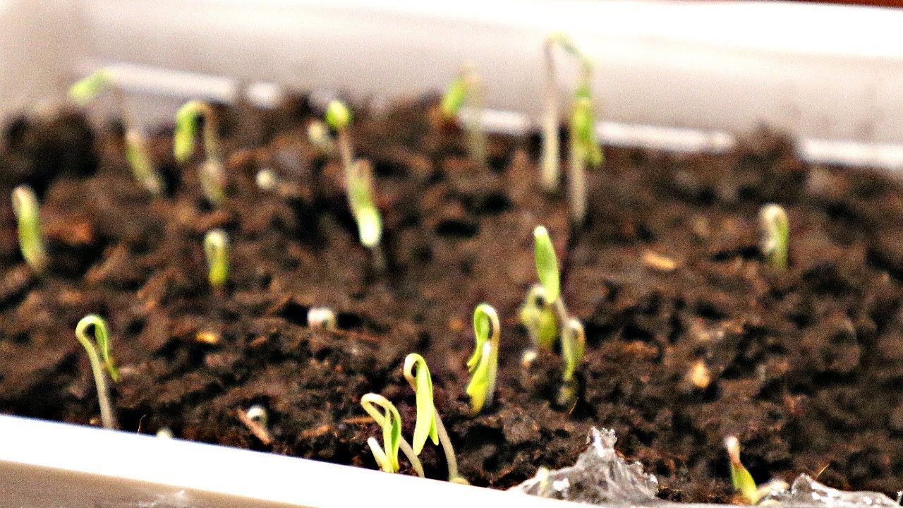 рассада помидор. посев семян цветов.