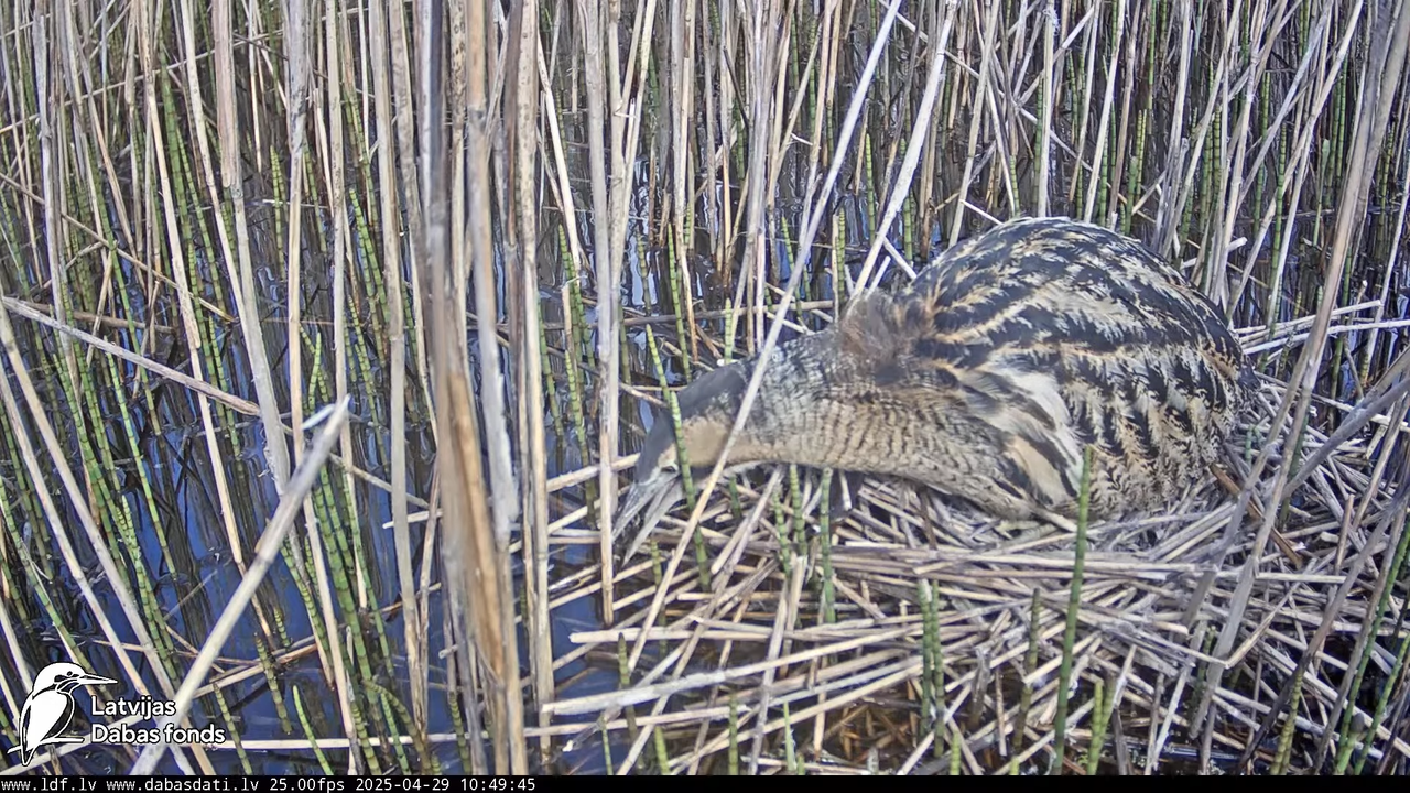 LDF Lielais dumpis (Botaurus stellaris) Zemītes pagastā 10-44-50 screenshot