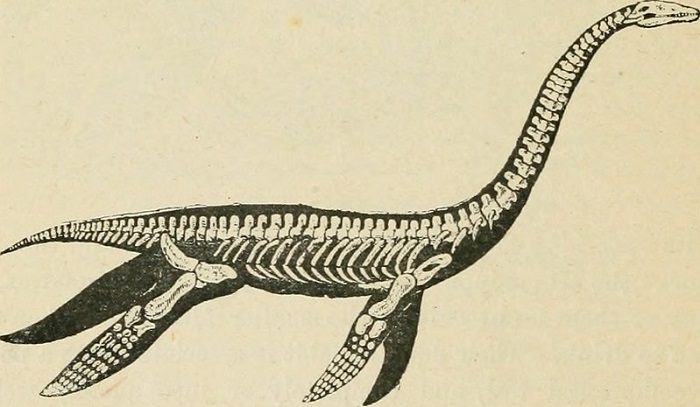 Ilustrasi plesiosaurus, reptil prasejarah dengan leher panjang, yang dikaitkan erat dengan Monster Loch Ness.
