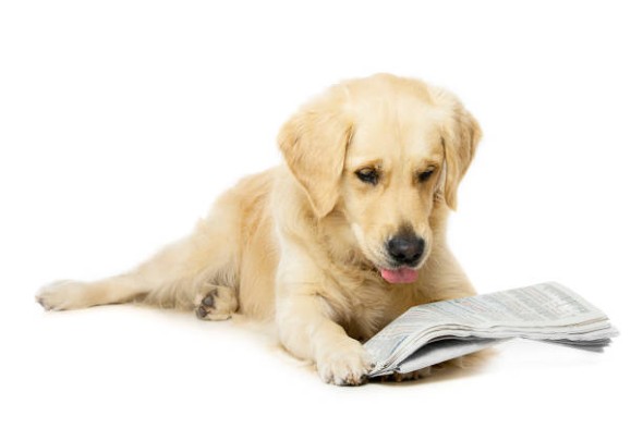 Dog-Magazines-1.jpg