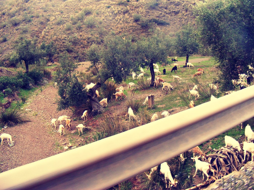 goats-HD.jpg