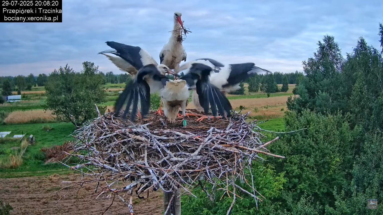 29072025bociany40