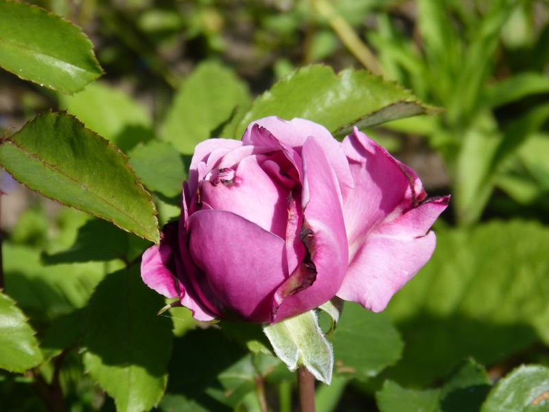 2014-06-09 Rose Dieter Müller