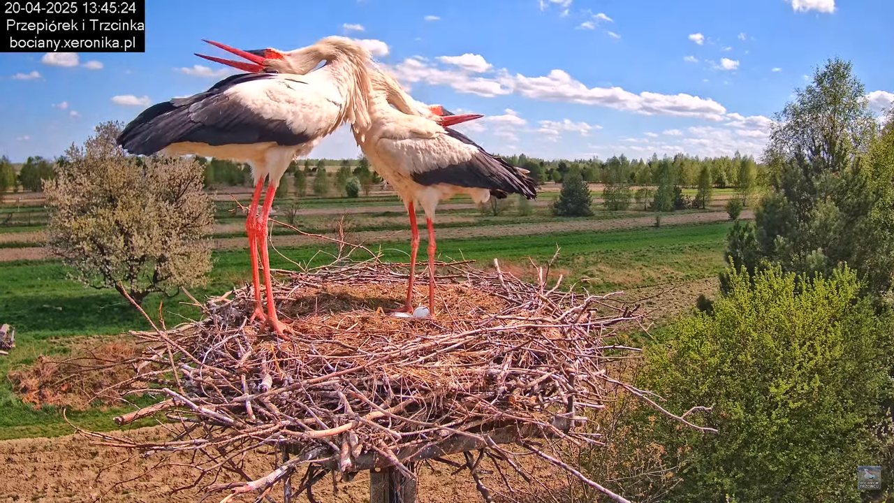 20042025bociany31