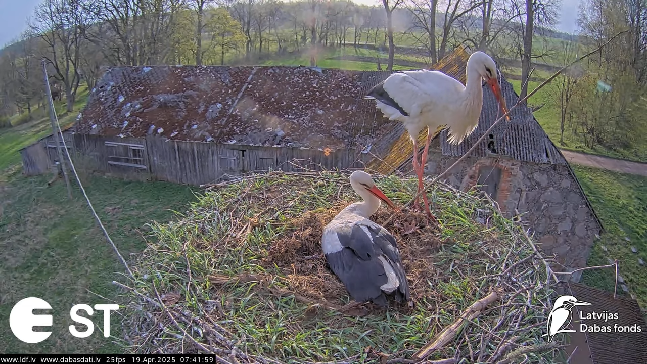 (34) Baltie stārķi (Ciconia ciconia) Tukuma novadā __ White storks in Tukums, Latvia - YouTube - 710
