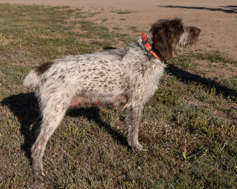 rizer1400Puppies4-25-2019_0161