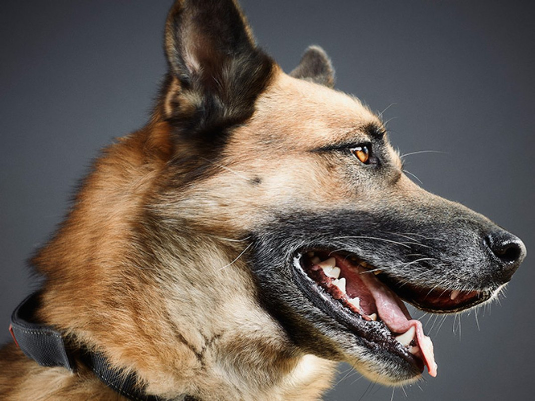 Perro policía captura a secuestrador prófugo en Florida