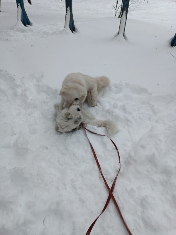 77E9544D-C62E-43EE-BE5C-85E175C69756