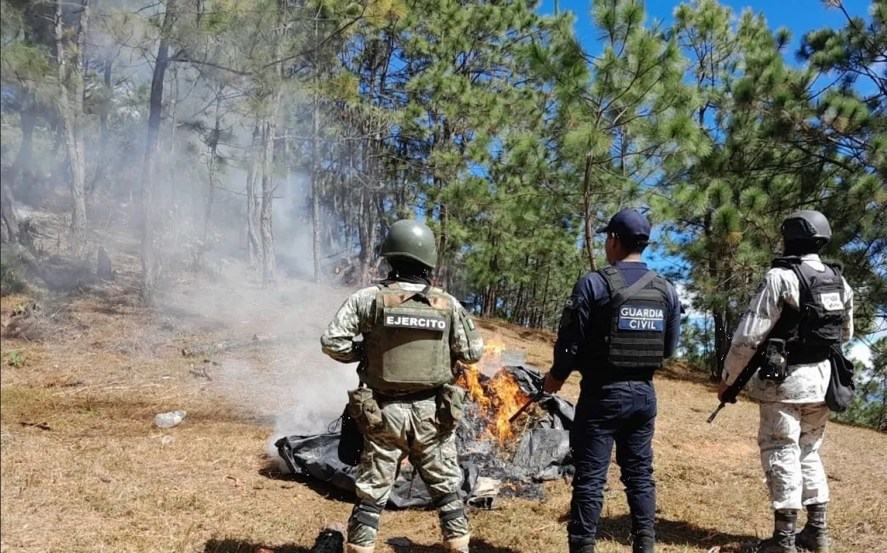 Ejército y GN desmantelan narcocampamentos y aseguran marihuana en Michoacán