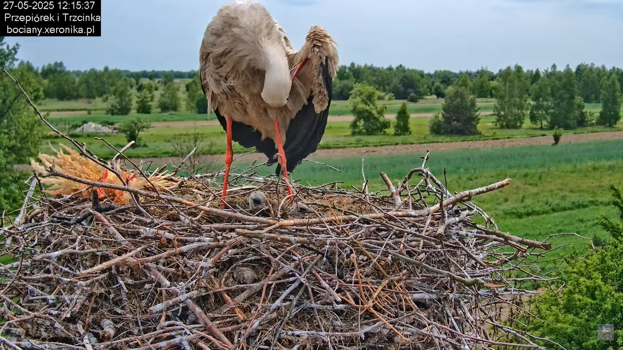 27052025bociany40