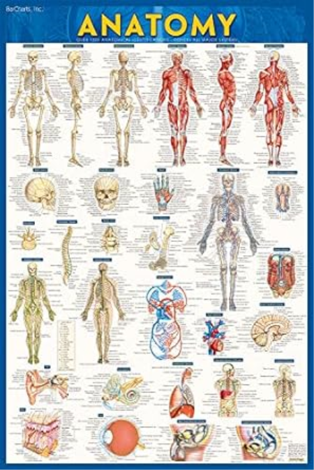 Anatomy Test Reference Guide
