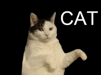kitty cat dance