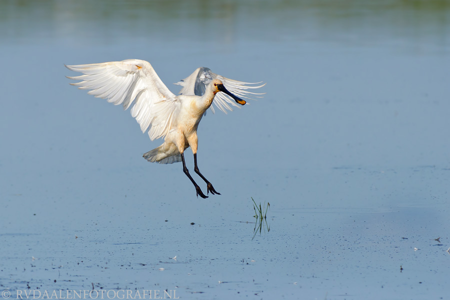 https://i.postimg.cc/02xN11TS/Lepelaar-Spoonbill-Platalea-leucorodia15.jpg