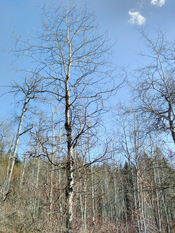 Easter 2019 Granite (29)