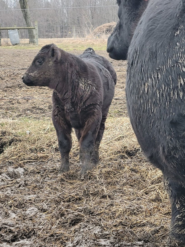 SV - 2024 Java bull calf