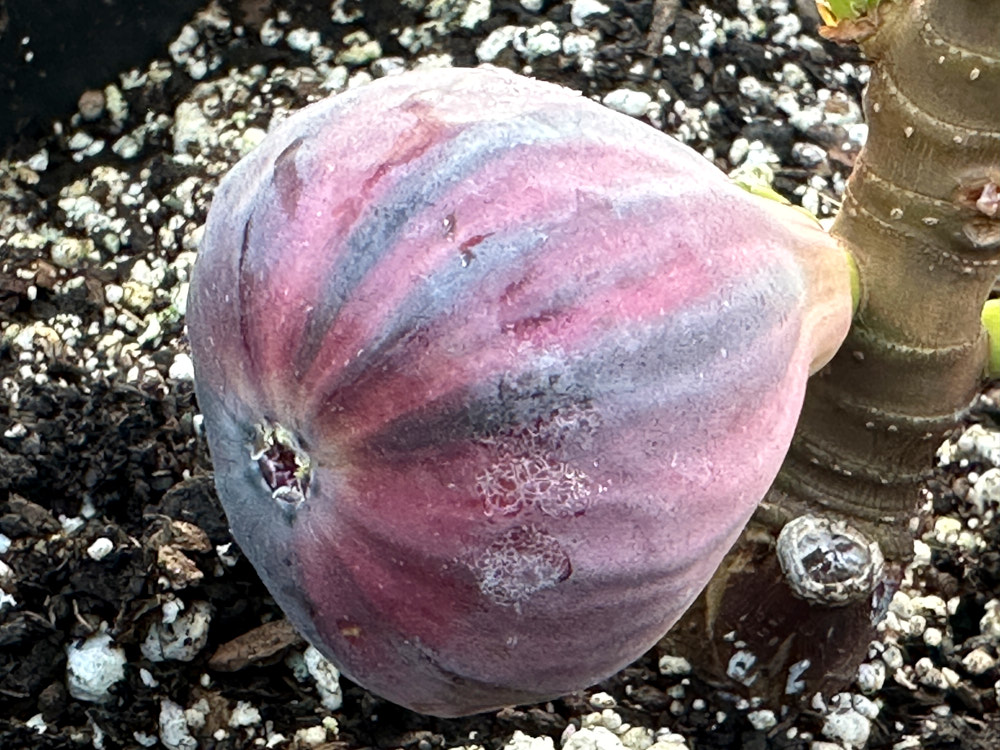 figs-100.jpg