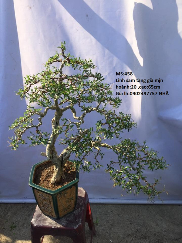 32588531_779520975570852_3580795276413108224_n