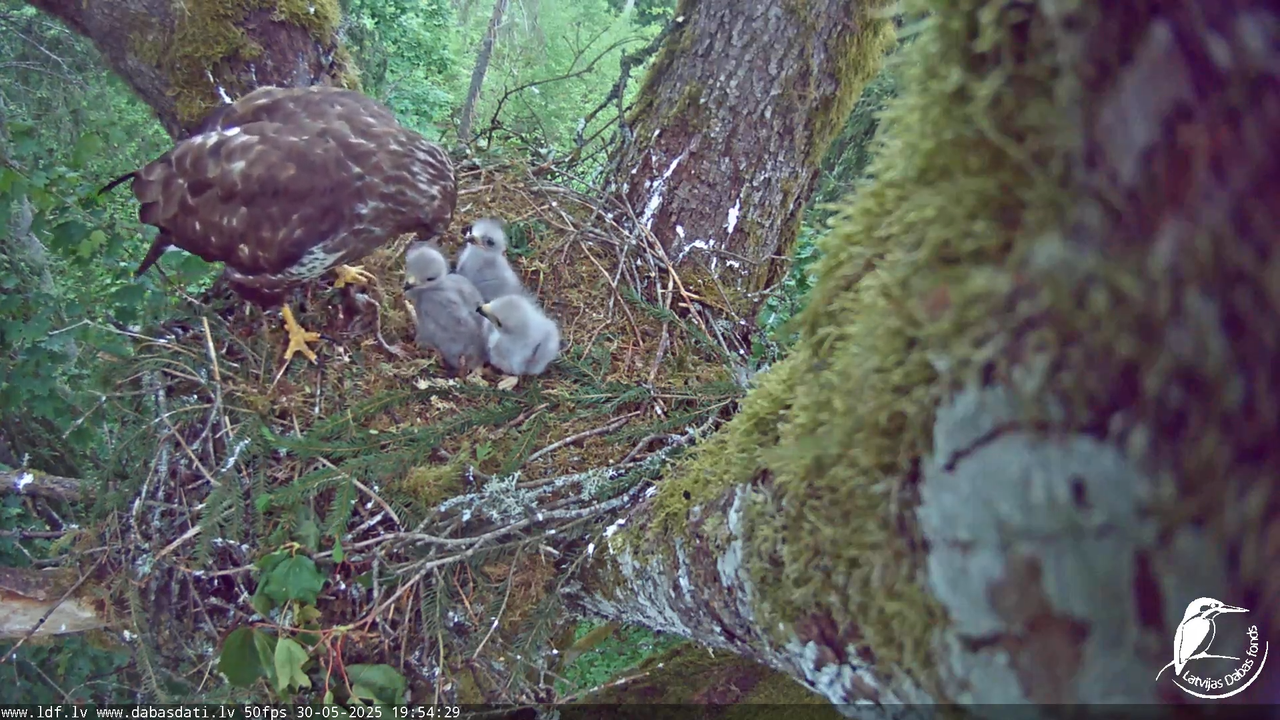 Melnās klijas (Milvus migrans) Kurzemē_ peļu klijāni (Buteo buteo) 13-4-39 screenshot